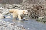 GOLDEN RETRIEVER 453